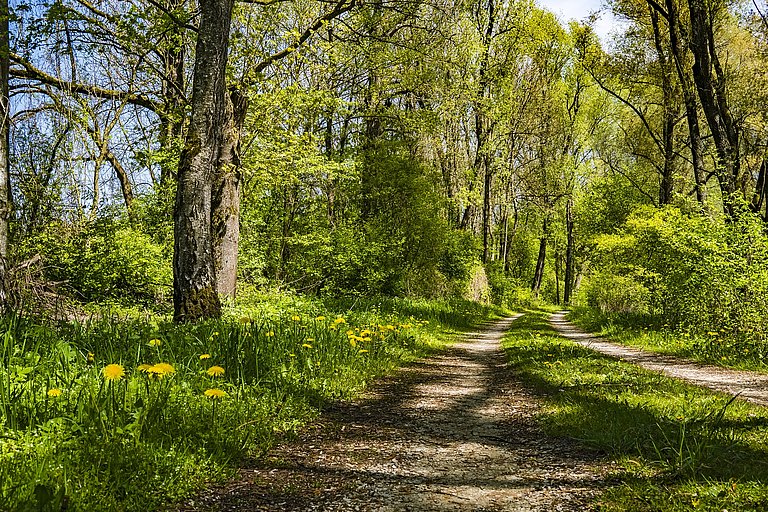 Frühlingswald.jpg 