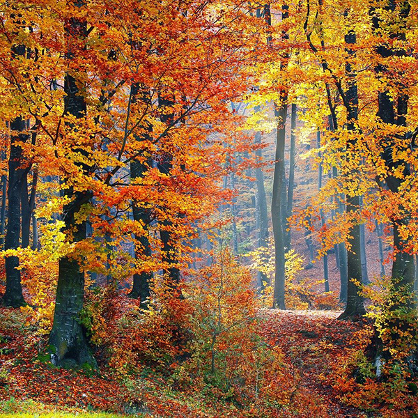 Wald im Herbst 